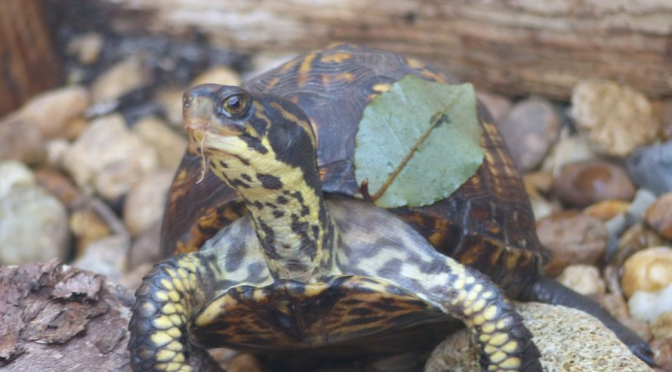 My adventure with Box Turtles + Ebook for children